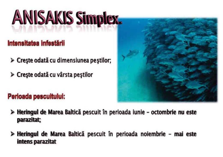 ANISAKIS SPP (5)